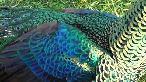 Peacock Feathers 스톡 사진