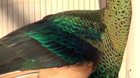 Peacock Feathers 스톡 사진