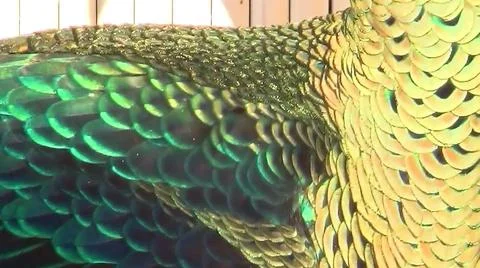 Peacock Feathers 写真素材