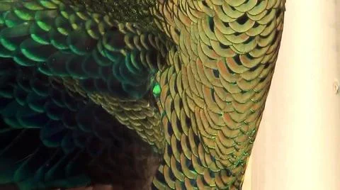 Peacock Feathers 스톡 사진