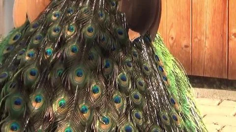 Peacock Feathers 写真素材
