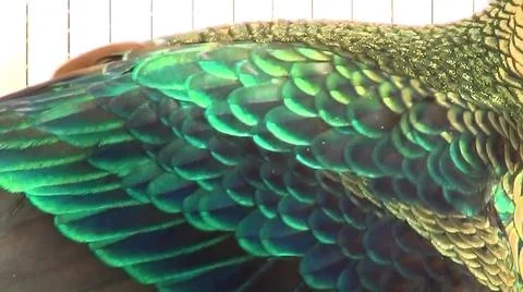 Peacock Feathers 写真素材