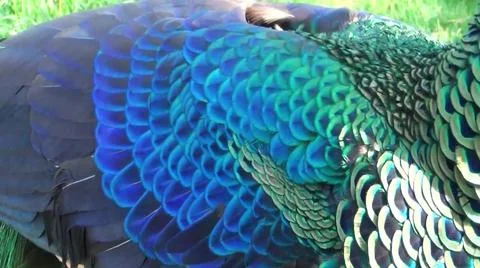 Peacock Feathers 스톡 사진