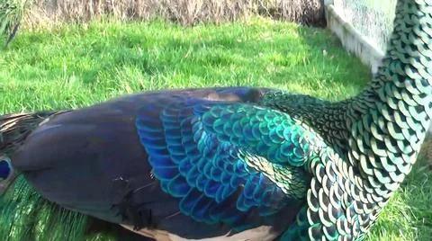 Peacock Feathers 스톡 사진