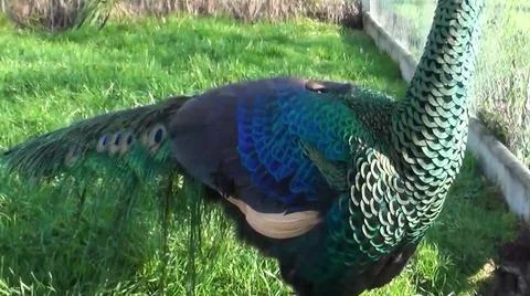 Peacock Feathers 스톡 사진