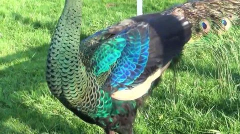 Peacock Feathers 스톡 사진