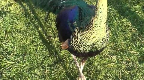 Peacock Feathers 写真素材