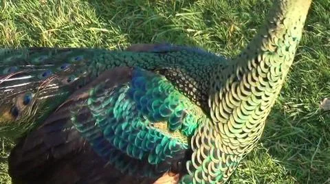 Peacock Feathers 스톡 사진