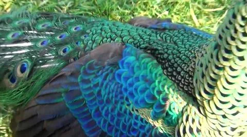 Peacock Feathers 写真素材