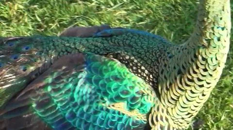 Peacock Feathers 写真素材