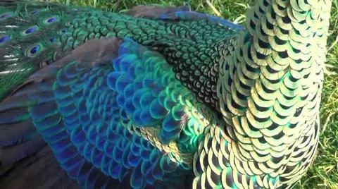 Peacock Feathers 写真素材
