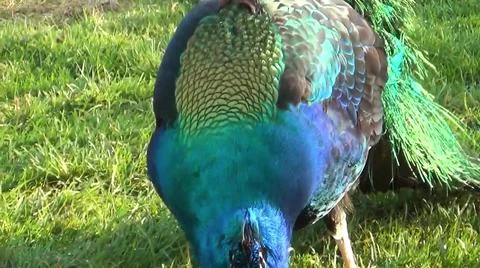 Peacock Feathers 스톡 사진