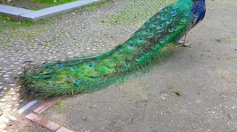 Peacock Feathers 스톡 사진