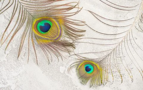 Peacock feathers Stock Photos