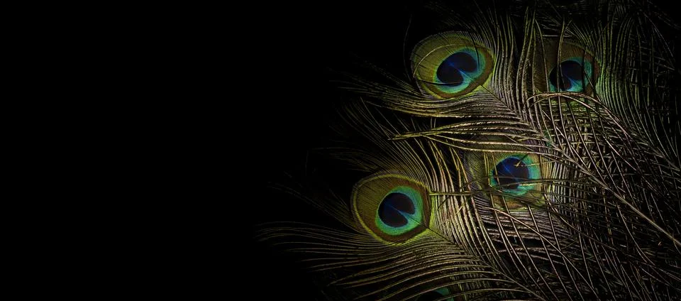 Peacock feathers Stock Photos