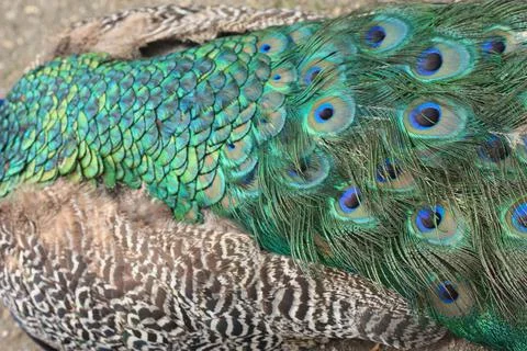 Peacock Feathers Stock Photos