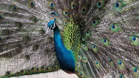 Peacock with feathers spread in colourful display Stock Footage 307792037