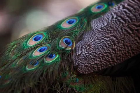 Peacock feathers upclose  Stock Photos