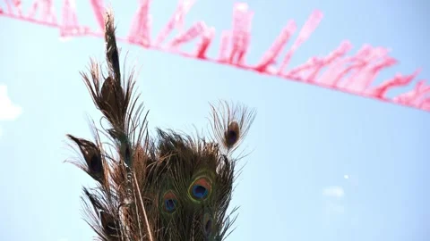 Peacock feathers waving in the wind in India Stock Footage 315758934