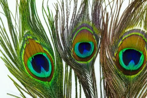 Peacock feathers on white background Stock Photos