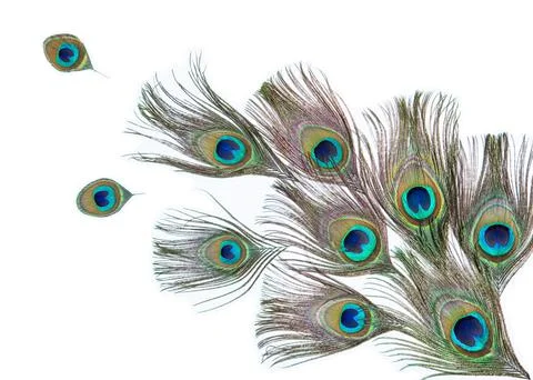 Peacock feathers on the white background Stock Photos