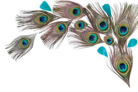 Peacock feathers on the white background Stock Photos