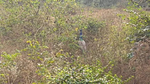 Peacock feeding in field Stock Footage 297755530