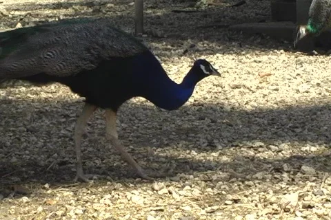 Peacock feeding on ground Stock Footage 707072