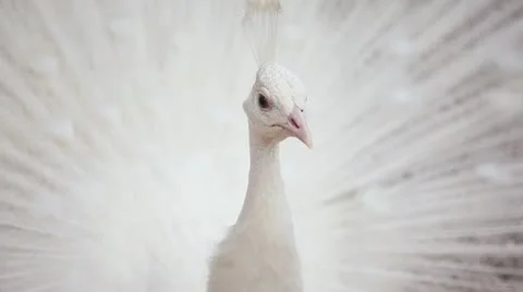 Peacock female Stock Footage 11105565
