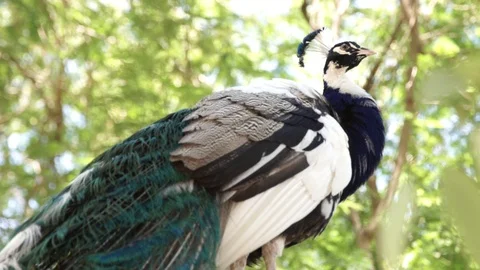 Peacock On Fence Stock Footage 89248646