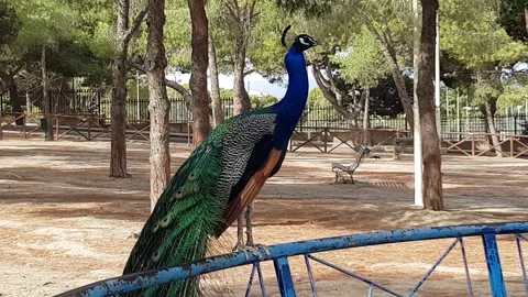 Peacock fence park Stock Footage 159056076