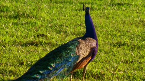 Peacock in field Stock Footage 57814384