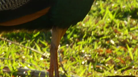 Peacock in field Stock Footage 57814702