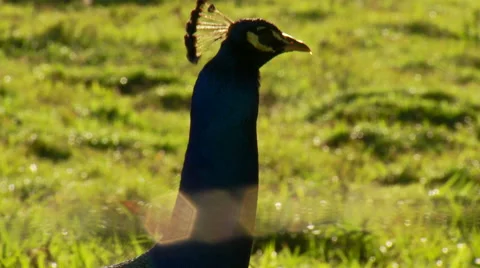 Peacock in field Stock Footage 57814735