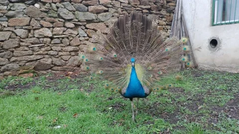 Peacock Flashing Feathers 4K Stock Footage 145356452