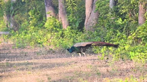 The peacock flaunting his pretty feathers in the jungle Stock Footage 228734384