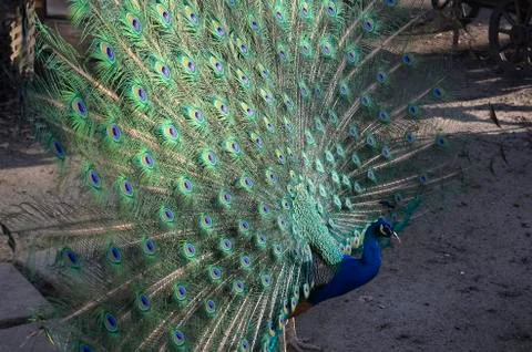 Peacock flaunts in front of the camera. Stock Photos