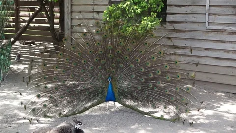 Peacock flirts with the female Stock Footage