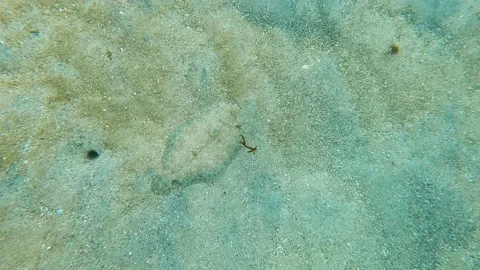 Peacock flounder (Bothus mancus), also known as the flowery flounder, flatfish a Stock Footage 168660206