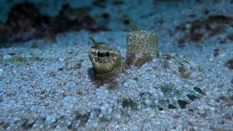  Peacock Flounder (Bothus mancus) at Night - Close Up - Philippines Stock Footage 155908627