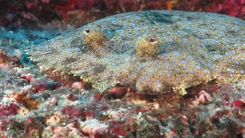 Peacock Flounder close up laying down on coral. 스톡 동영상 71156905