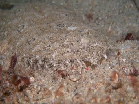 Peacock flounder Stock Footage 90655009