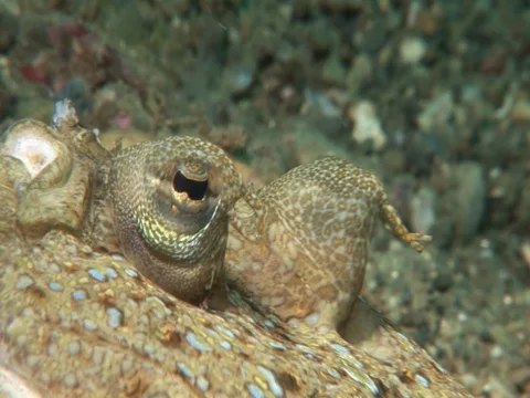Peacock Flounder Stock Footage 98669766