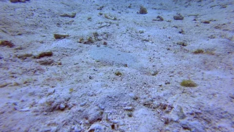 Peacock Flounder Stock Footage 138855664