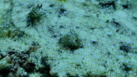 Peacock flounder head moving like it's breathing, eyes moving a lot Stock-Footage 102227696