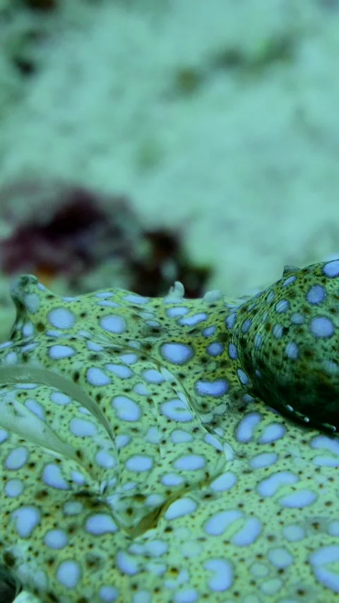 Peacock flounder head moving like it's breathing, eyes moving a lot Stock-Footage 228829599