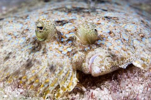 Peacock flounder Stock Photos
