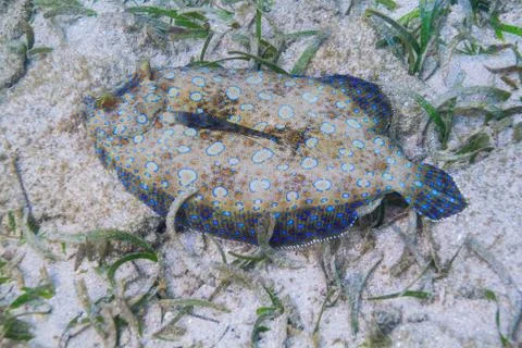 Peacock flounder Foto stock
