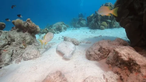 Peacock flounder on sandy bottom Stock Footage 105529963