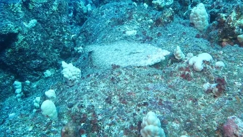 Peacock Flounder swimming Stock Footage 71153931